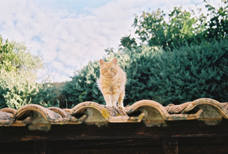 A cat on a hot clay tile roof