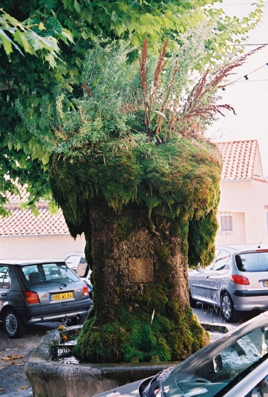 A moss and fern covered fountain