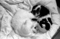 Gotta have cats!