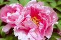 pinkflower2.jpg