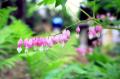 pinkflowerdrop.jpg