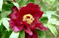 redflower2.jpg