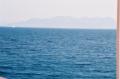 Seconds after two dolphins are spotted
