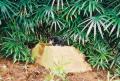 Cat on a hot Singapore rock